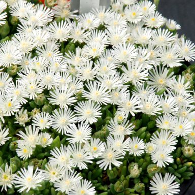 HotCakes® Delospermas Coconut Crush pp#31,370