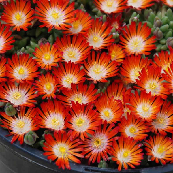 HotCakes® Delospermas Pumpkin Perfection pp#31,372