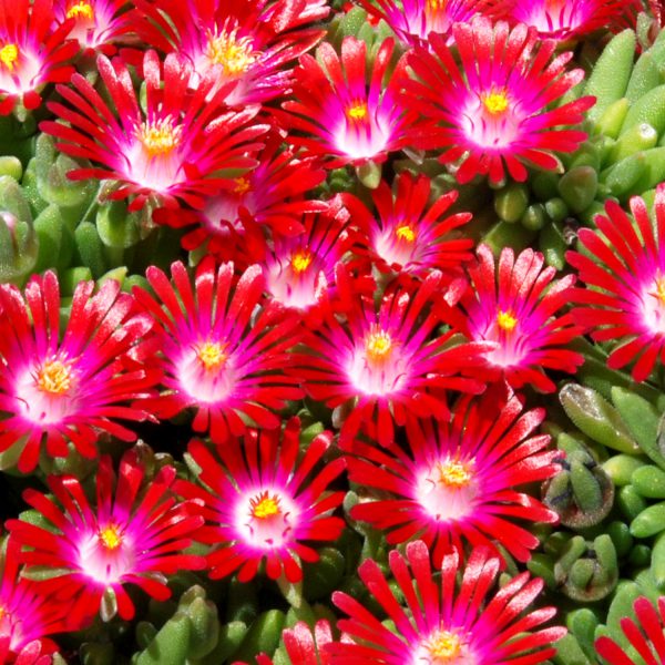 HotCakes® Delospermas Saucy Strawberry pp#31,219