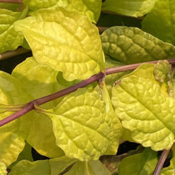 Feathered Friends™ Ajuga Tropical Toucan ppaf
