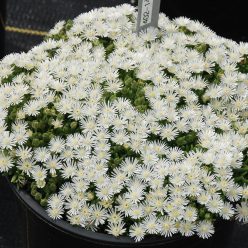 HotCakes® Delospermas Coconut Crush pp#31,370