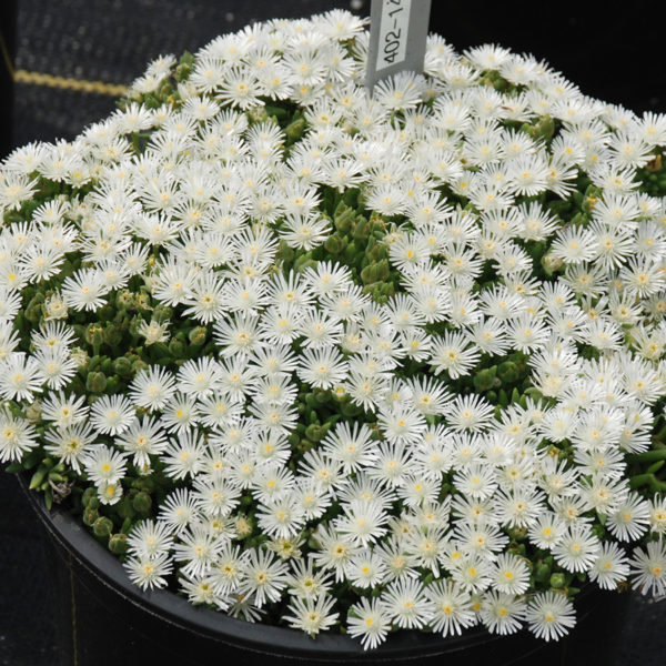 HotCakes® Delospermas Coconut Crush pp#31,370