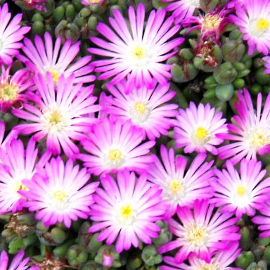 HotCakes® Delospermas Fig Fusion pp#31,343