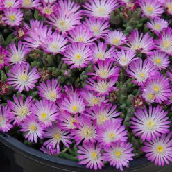 HotCakes® Delospermas Fig Fusion pp#31,343