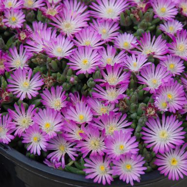 HotCakes® Delospermas Fig Fusion pp#31,343