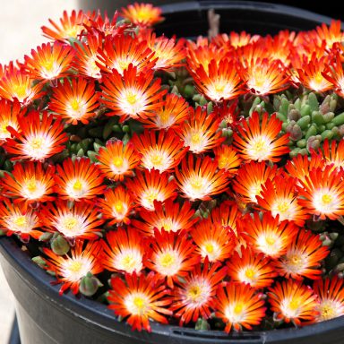 HotCakes® Delospermas Pumpkin Perfection pp#31,372