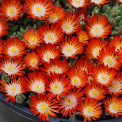 HotCakes® Delospermas Pumpkin Perfection pp#31,372