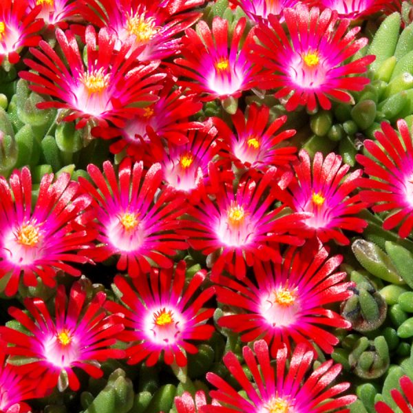 HotCakes® Delospermas Saucy Strawberry pp#31,219