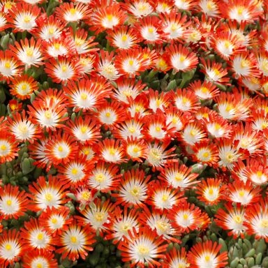 HotCakes® Delospermas Tangerine Tango pp#31,371