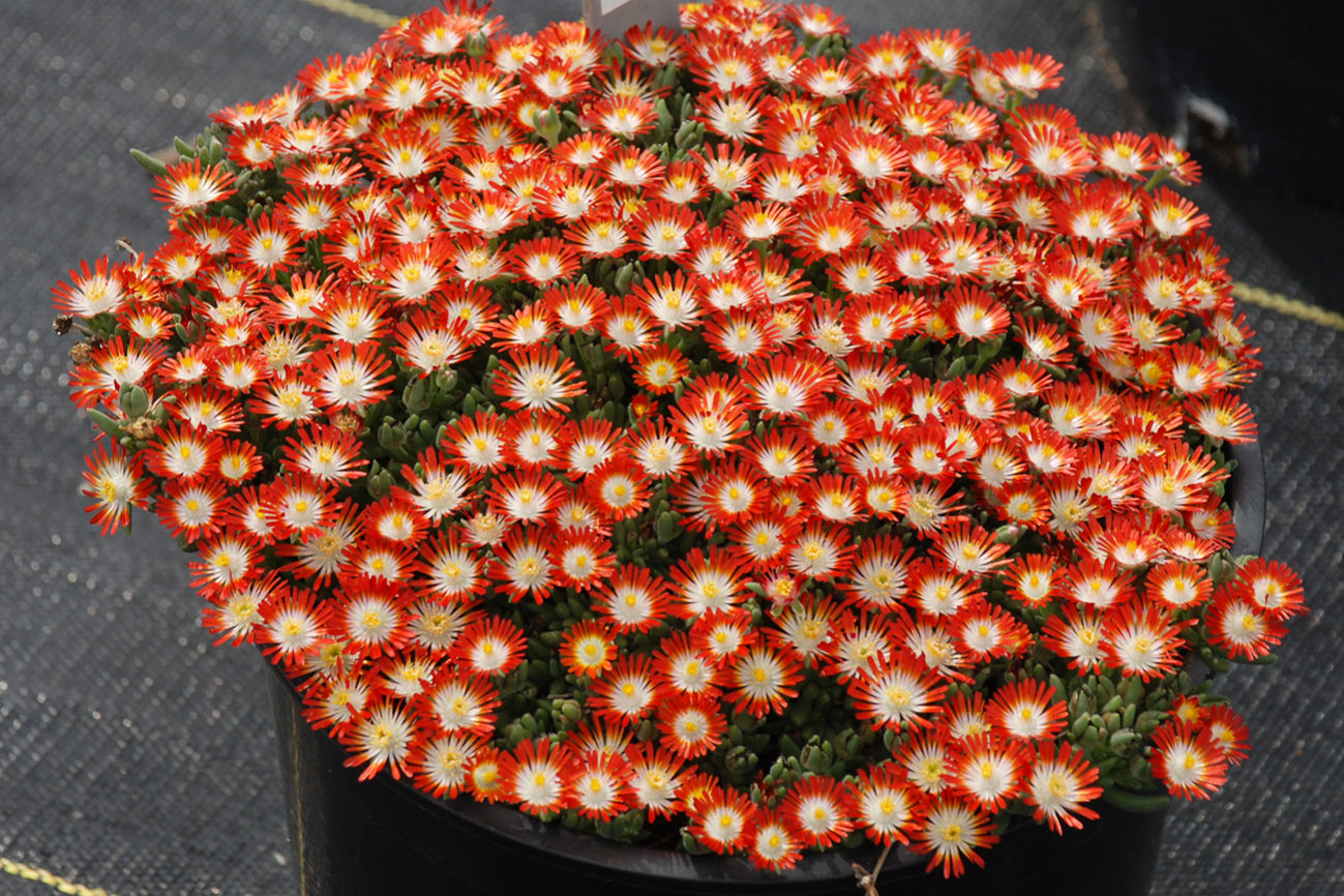 HotCakes® Delospermas Tangerine Tango pp#31,371