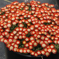 HotCakes® Delospermas Tangerine Tango pp#31,371