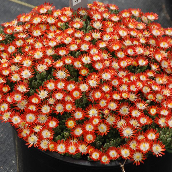 HotCakes® Delospermas Tangerine Tango pp#31,371