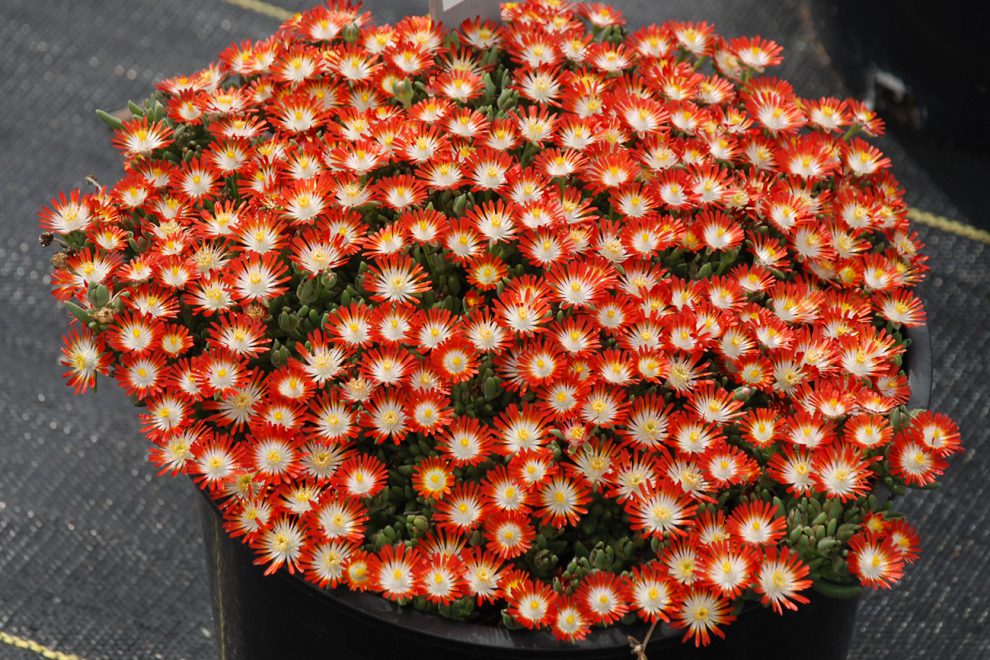 HotCakes® Delospermas Tangerine Tango pp#31,371