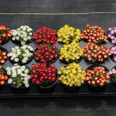 HotCakes® Delospermas