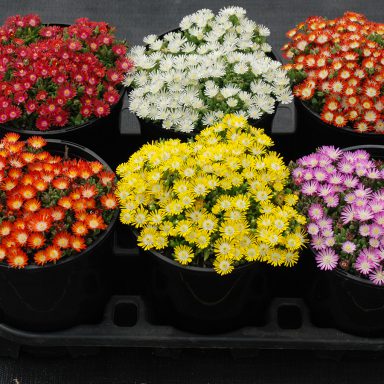 HotCakes® Delospermas