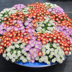 HotCakes® Delospermas