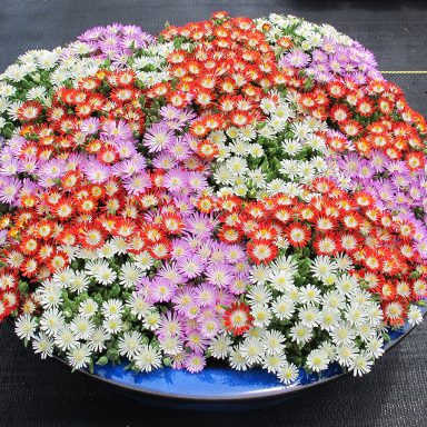 HotCakes® Delospermas