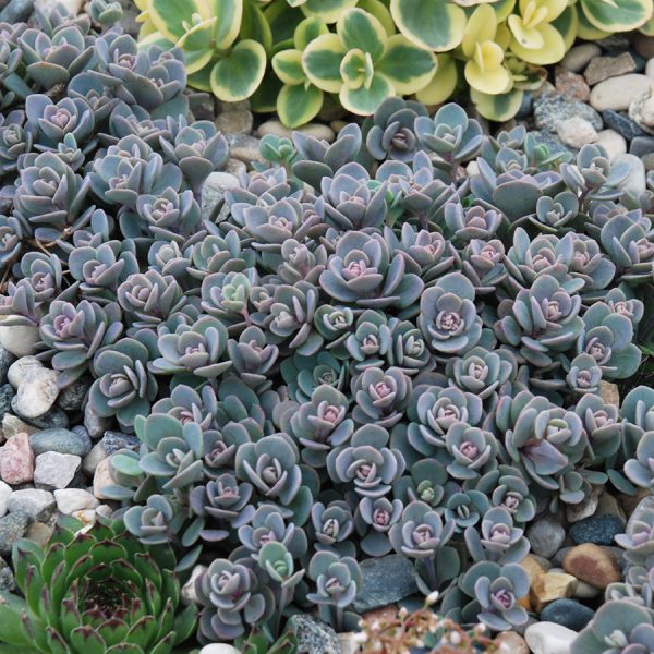 SunSparkler® Blue Elf pp#27,113