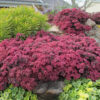 SunSparkler™ Sedums Dazzleberry pp#22, 457