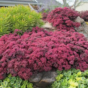 SunSparkler™ Sedums Dazzleberry pp#22, 457