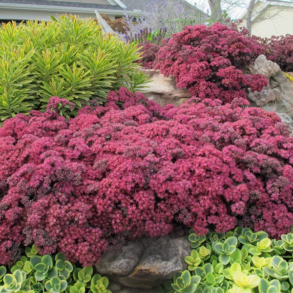 SunSparkler™ Sedums Dazzleberry pp#22, 457