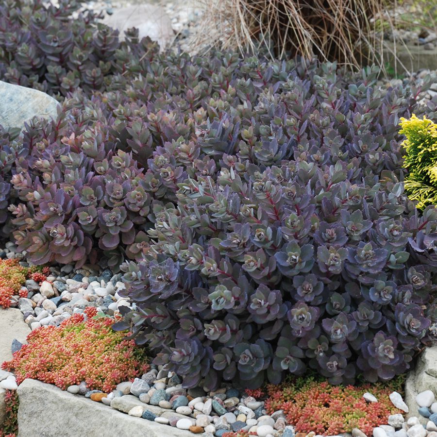 SunSparkler™ Sedums Dazzleberry pp#22, 457