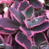 SunSparkler® Sedums Dream Dazzler ppaf