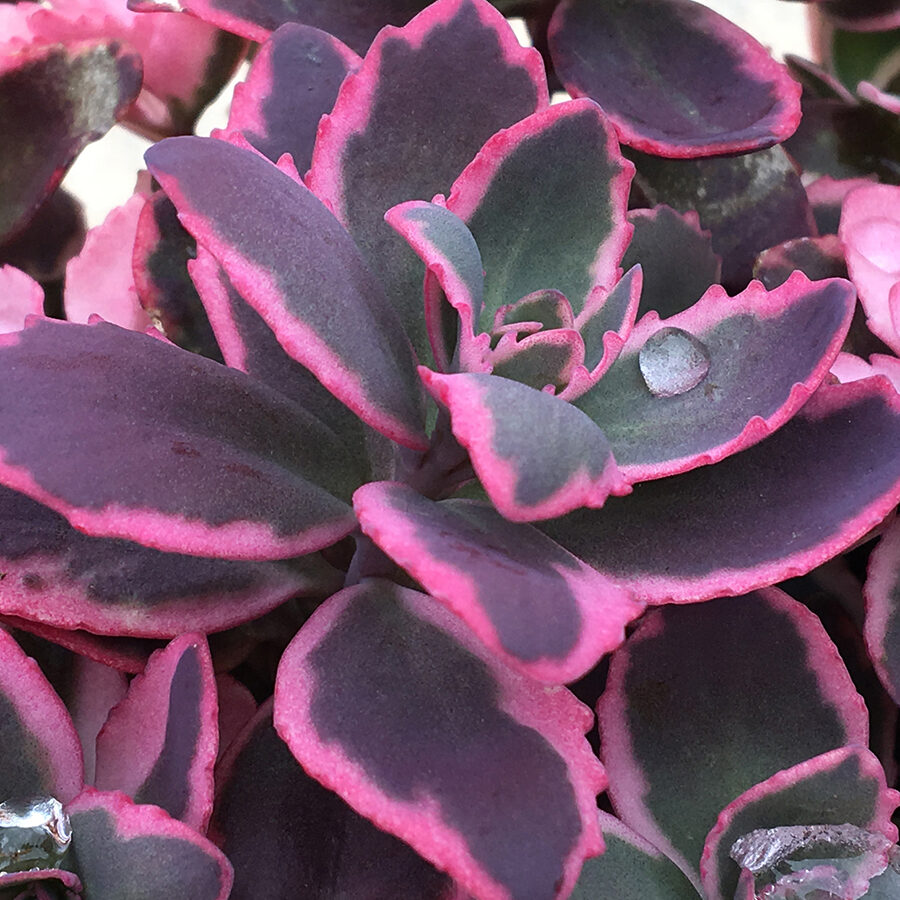 SunSparkler® Sedums Dream Dazzler ppaf