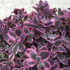 SunSparkler® Sedums Dream Dazzler ppaf