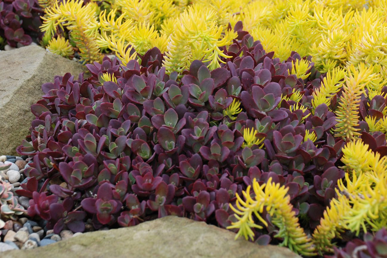 SunSparkler® Sedums Firecracker pp#26,595