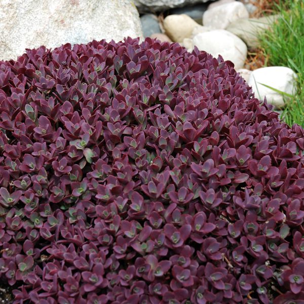 SunSparkler® Sedums Firecracker pp#26,595