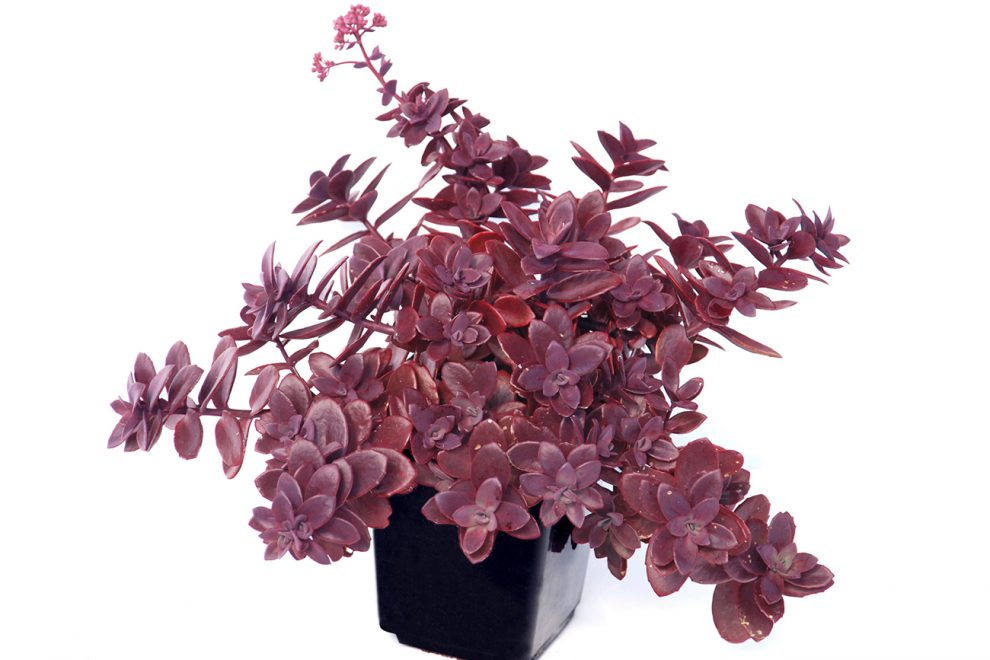 SunSparkler® Sedums Firecracker pp#26,595