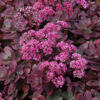 SunSparkler® Sedums Firecracker pp#26,595