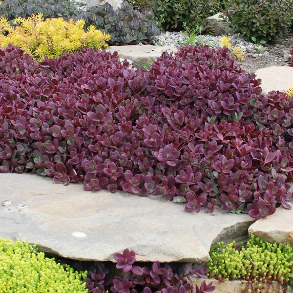 SunSparkler® Sedums – Garden Solutions