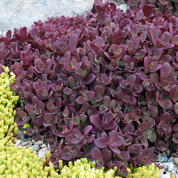 SunSparkler® Sedums – Garden Solutions