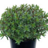 SunSParkler® Sedums Jade Tuffet pp#28,090