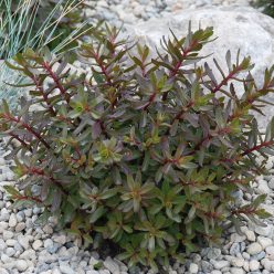 SunSParkler® Sedums Jade Tuffet pp#28,090