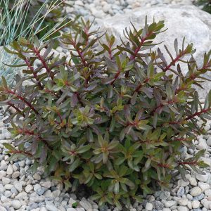 SunSParkler® Sedums Jade Tuffet pp#28,090