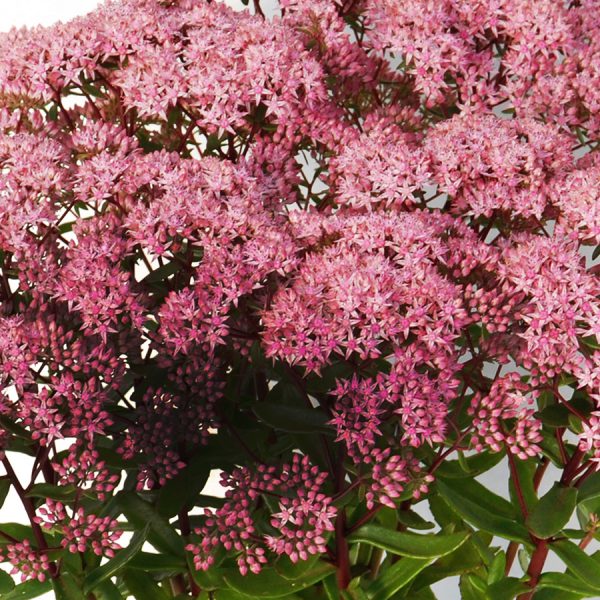 SunSParkler® Sedums Jade Tuffet pp#28,090