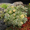 SunSparkler® Sedum Lime Twister pp#26,895
