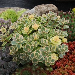 SunSparkler® Sedum Lime Twister pp#26,895