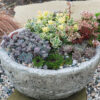 SunSparkler® Sedums Lime Twister pp#26,895, Blue Elf pp#27,113, Lime Zinger pp#24,632