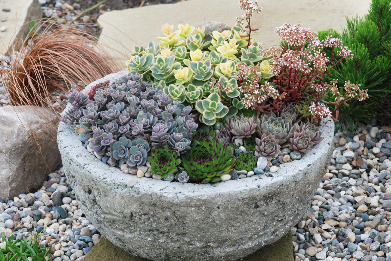 SunSparkler® Sedums Lime Twister pp#26,895, Blue Elf pp#27,113, Lime Zinger pp#24,632