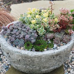 SunSparkler® Sedums Lime Twister pp#26,895, Blue Elf pp#27,113, Lime Zinger pp#24,632