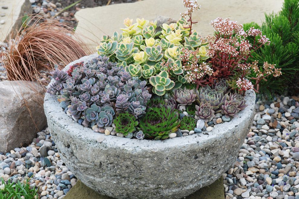 SunSparkler® Sedums Lime Twister pp#26,895, Blue Elf pp#27,113, Lime Zinger pp#24,632
