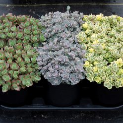 SunSparkler® Lime Twister pp#26,895, Blue Elf pp#27,113, Lime Zinger pp#24,632