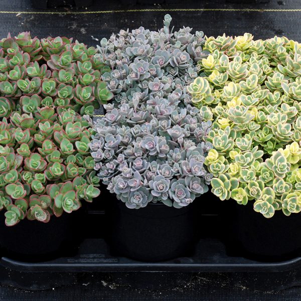 SunSparkler® Lime Twister pp#26,895, Blue Elf pp#27,113, Lime Zinger pp#24,632
