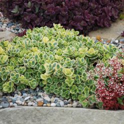 SunSparkler® Sedum Lime Twister pp#26,895