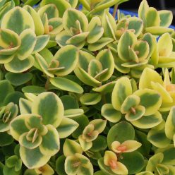 SunSparkler® Sedum Lime Twister pp#26,895