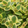 SunSparkler® Sedum Lime Twister pp#26,895